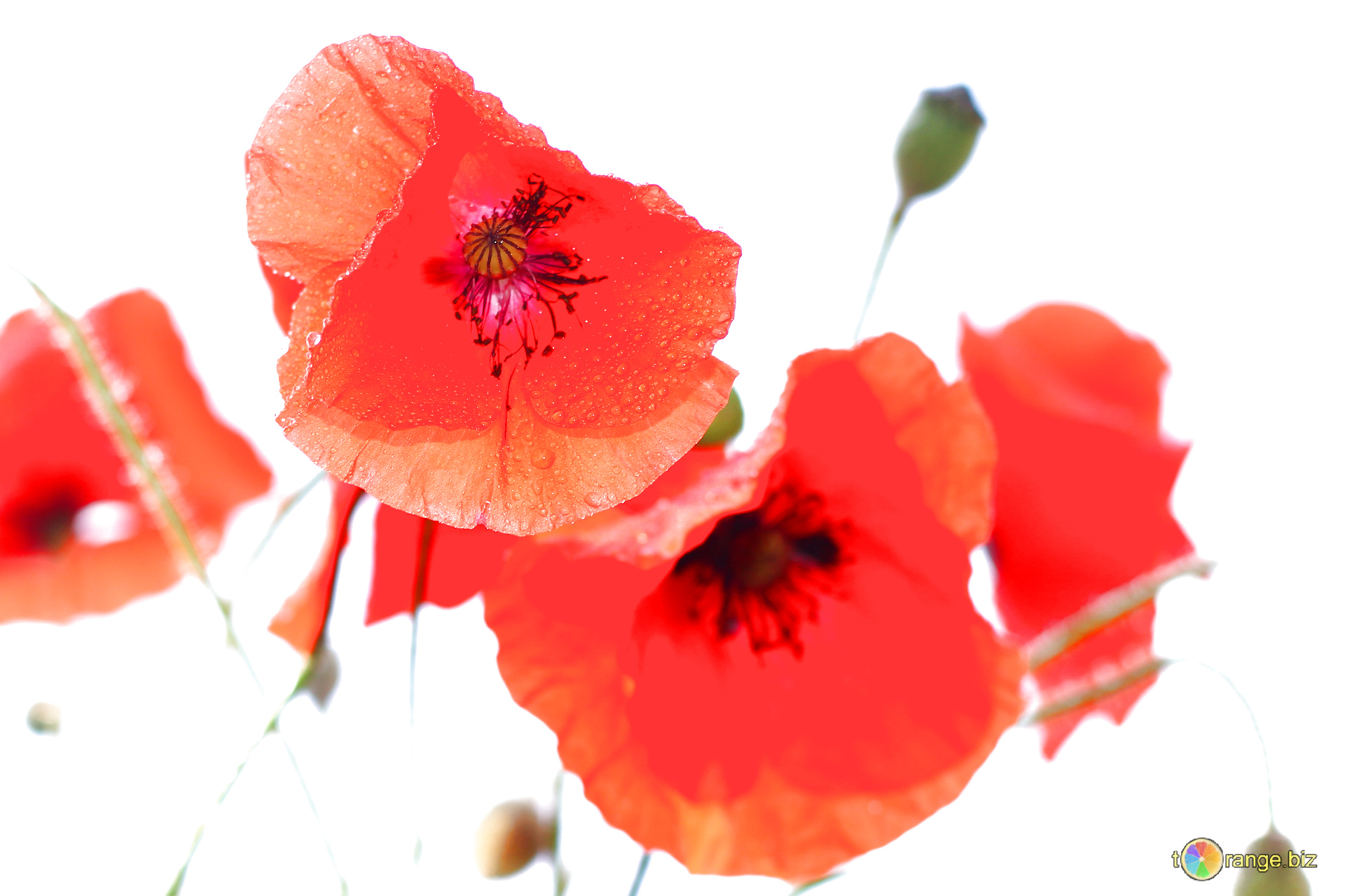 Red-poppies-on-white-background-Free-CC-BY-License-Picture-From-Free